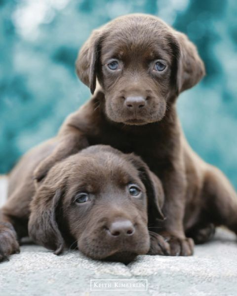Poster Keith Kimberlin - choc labs