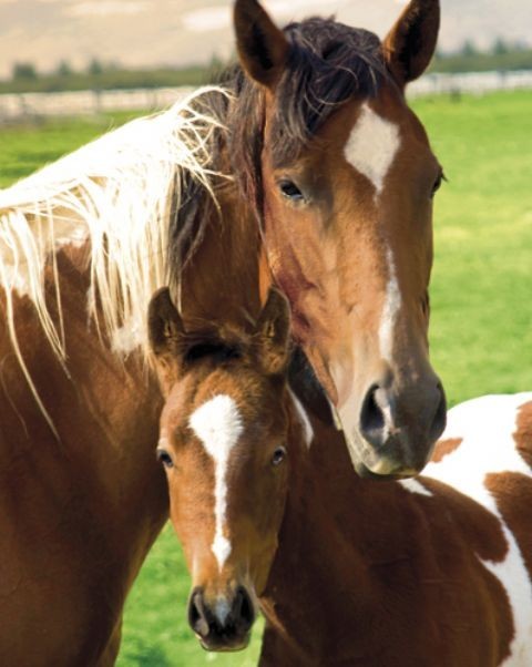Poster Horses - mare & foal
