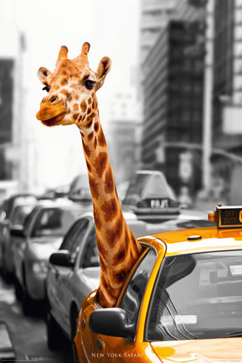 Плакат New York - safari