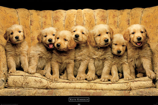 Плакат Keith Kimberlin - golden dogs