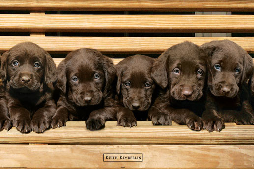 Плакат Keith Kimberlin - chocolate labradors