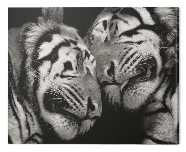 Принти на полотні Marina Cano - Sleeping Tigers