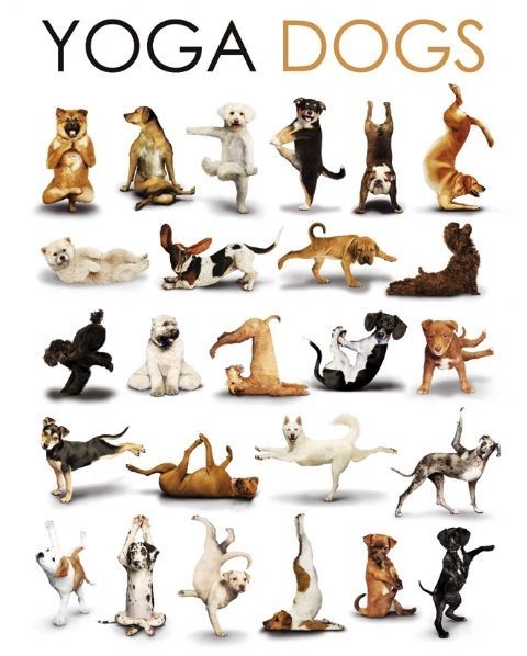 Плакат Yoga dogs - compilation