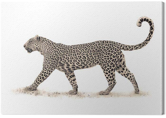 Canvas Print Mario Moreno - The Leopard