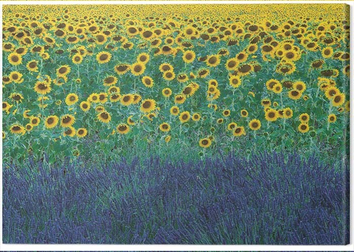 Εκτύπωση καμβά David Clapp - Sunflowers in Provence, France