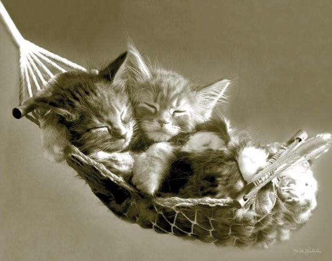 Плакат KEITH KIMBERLIN - kittens in a hammock