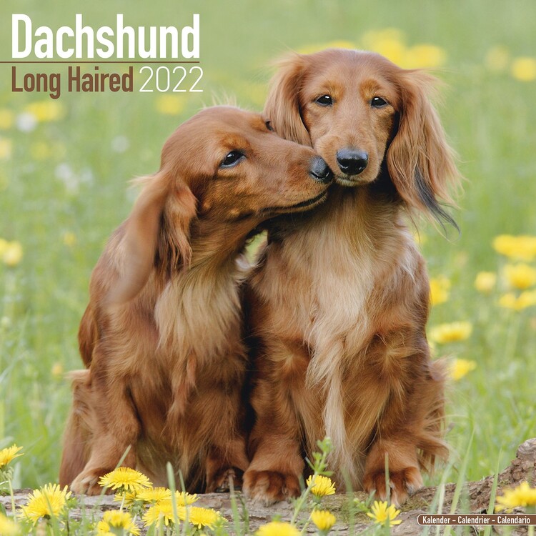 Calendar 2027 Dachsund