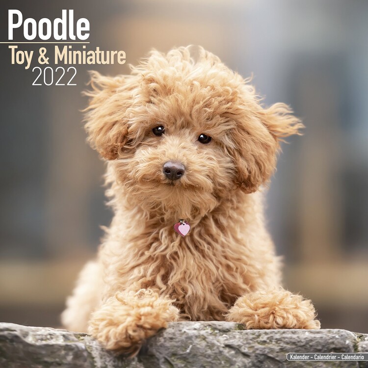 Календар 2027 Poodle