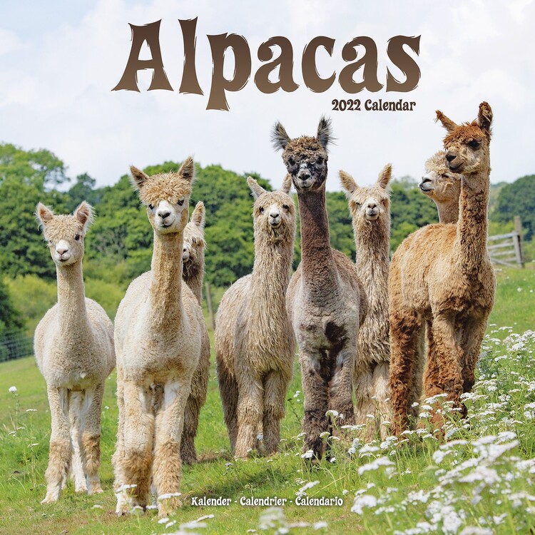 Calendar 2022 Alpacas