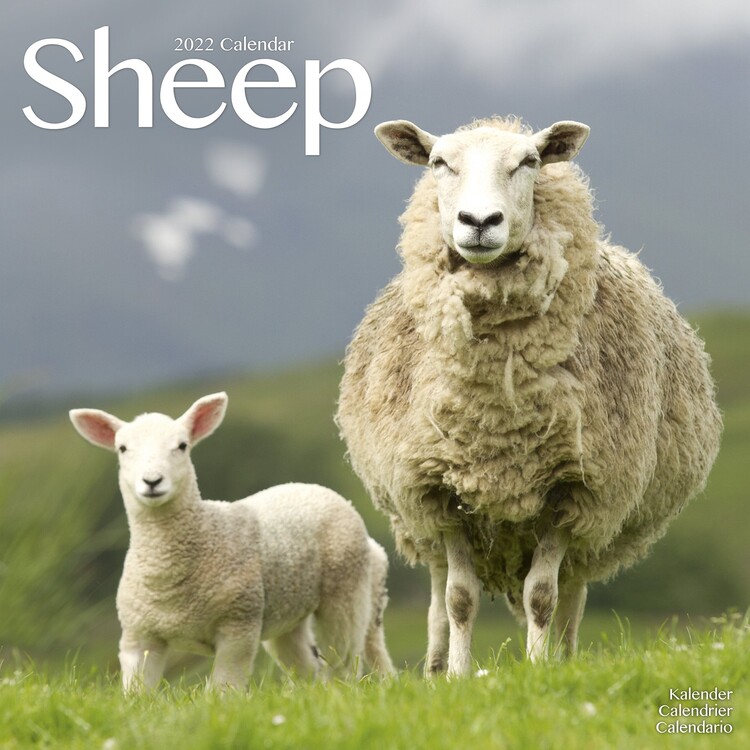 Calendar 2027 Sheep
