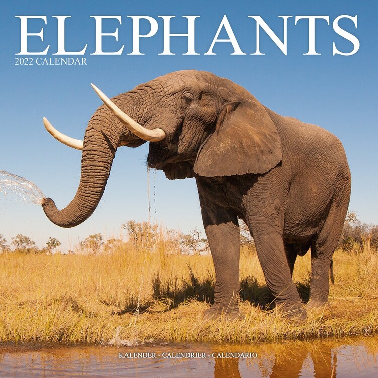 Kalenteri 2027 Elephants