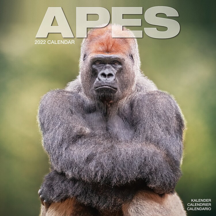 Koledar 2027 Apes
