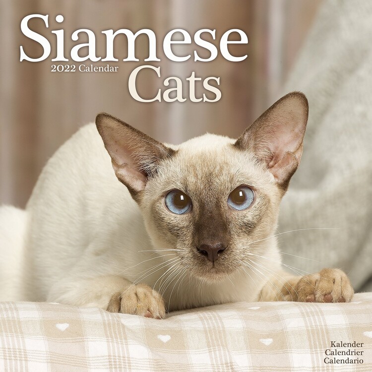 Календар 2027 Cats - Siamese