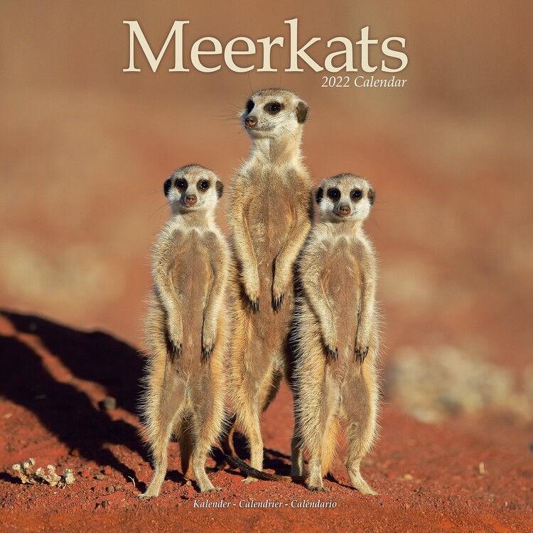 Календар 2027 Meerkats