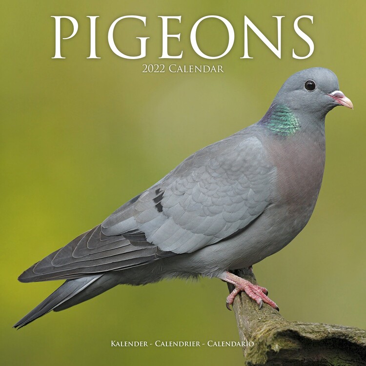 Koledar 2027 Pigeons