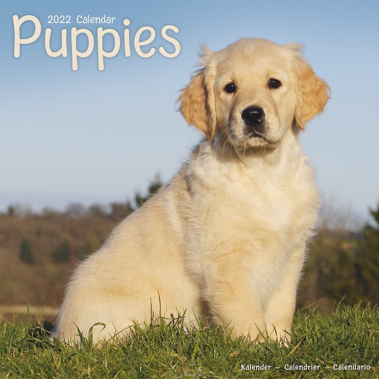 Календар 2027 Pups