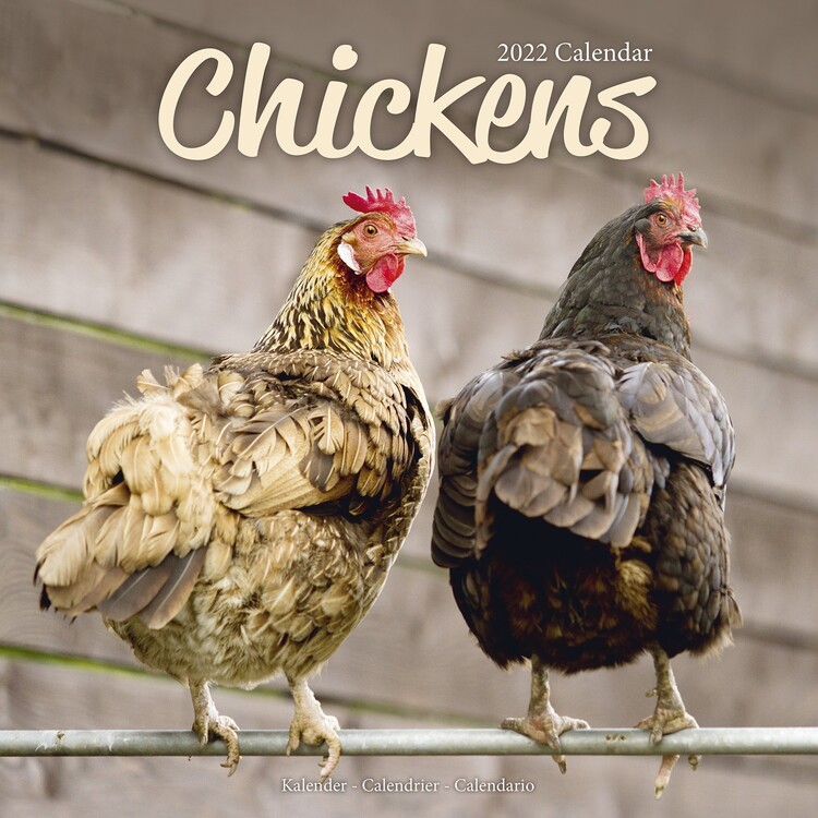 Kalendar 2027 Chickens
