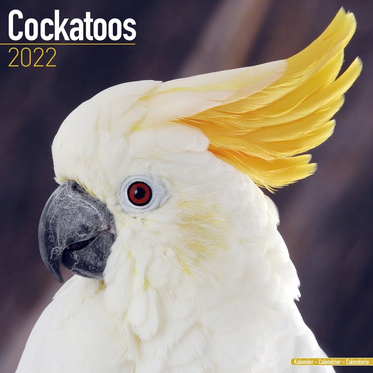 Calendário 2027 Cockatoos