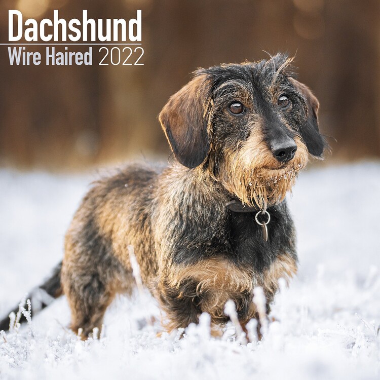 Calendar 2027 Wirehaired Dachshund