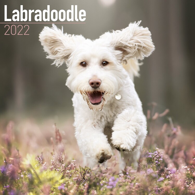 Kalenteri 2027 Labradoodle