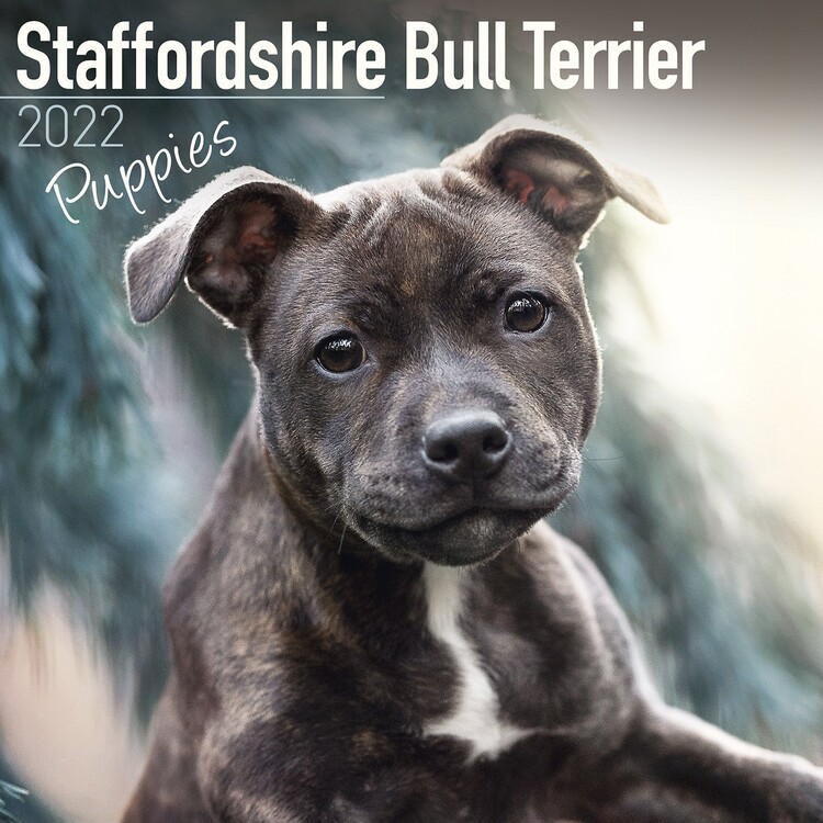 Календар 2027 Staffordshire Bull Terrier Pups