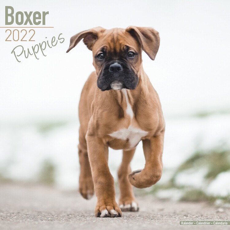 Ημερολόγιο 2027 Boxer Pups