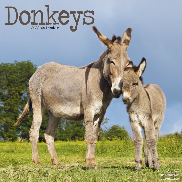 Koledar 2027 Donkeys