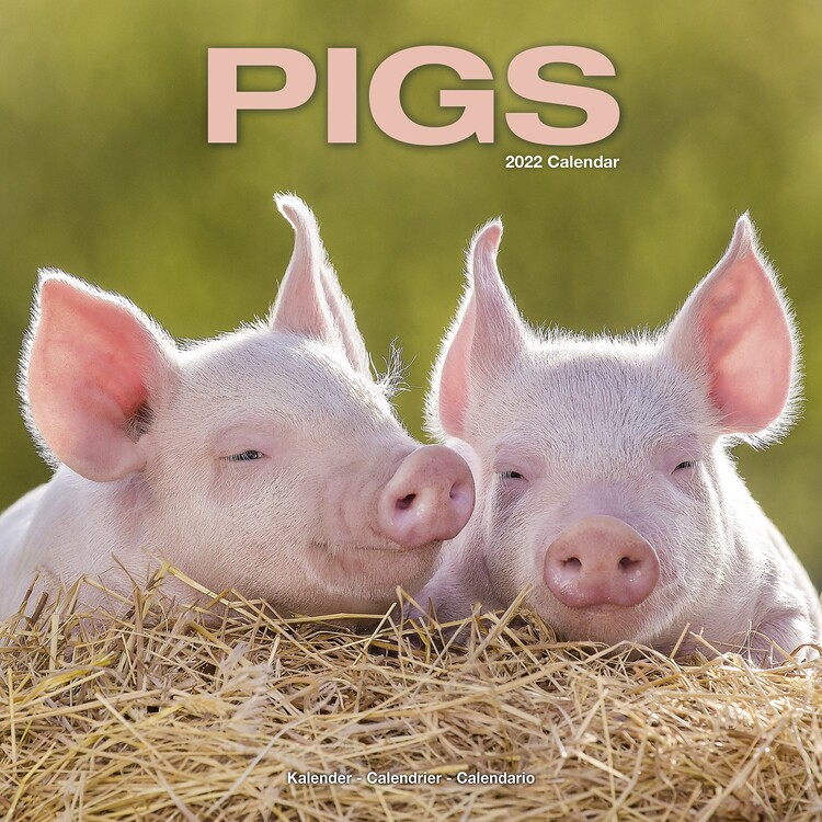 Ημερολόγιο 2027 Pigs