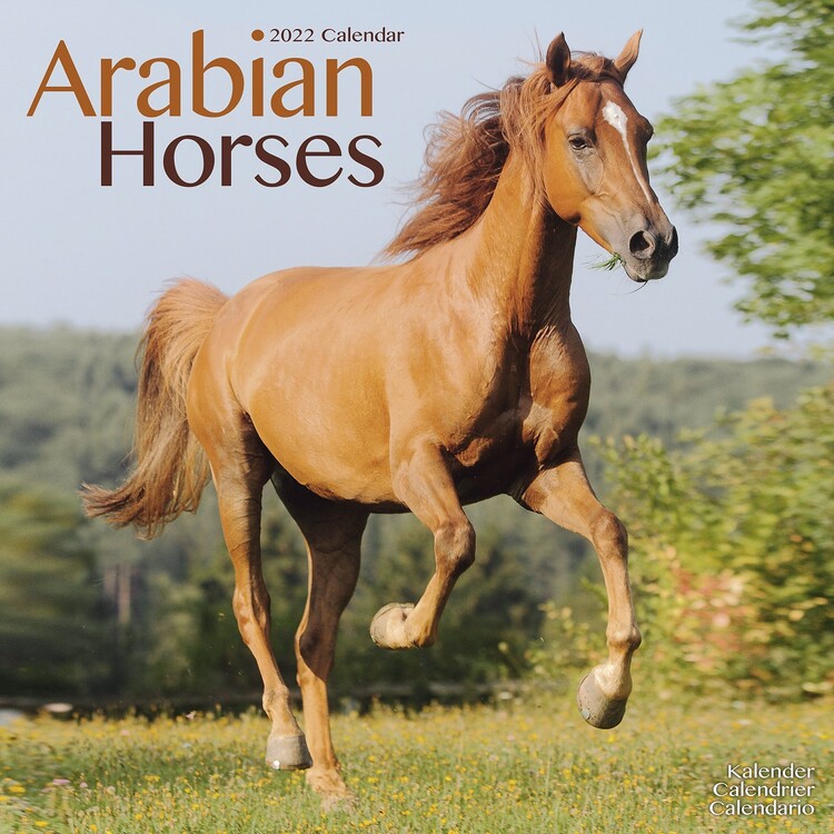 Calendar 2022 Arabian Horses