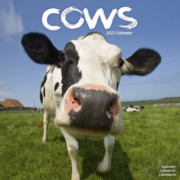 Kalenteri 2027 Cows