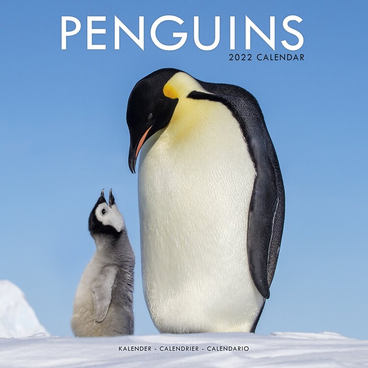 Koledar 2027 Penguins
