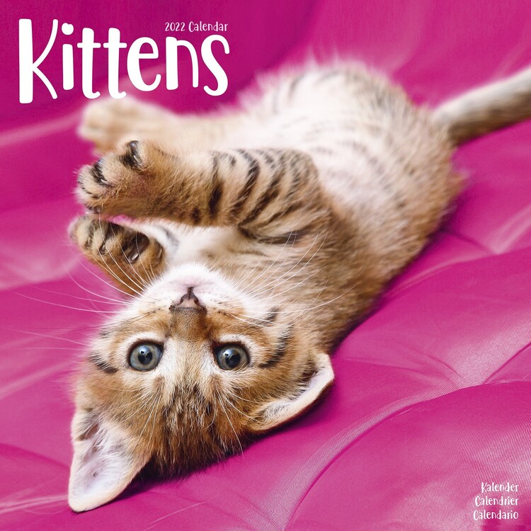 Calendar 2027 Kittens