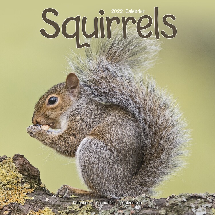 Kalenteri 2027 Squirrels