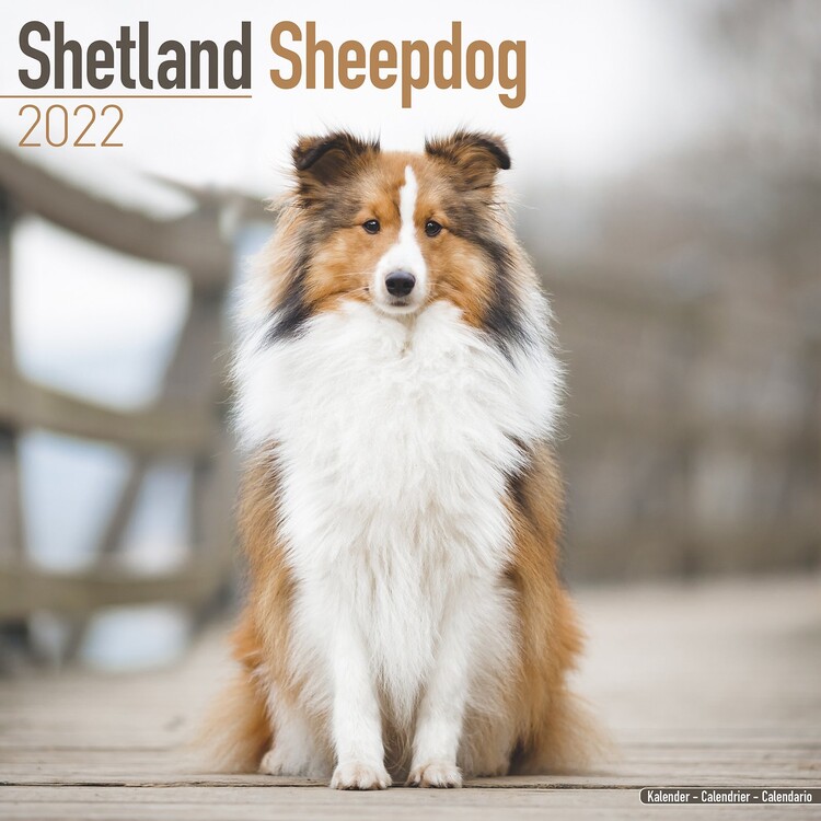 Ημερολόγιο 2027 Shetland Sheepdog