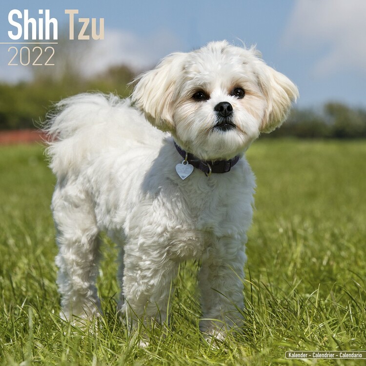 Ημερολόγιο 2027 Shih Tzu
