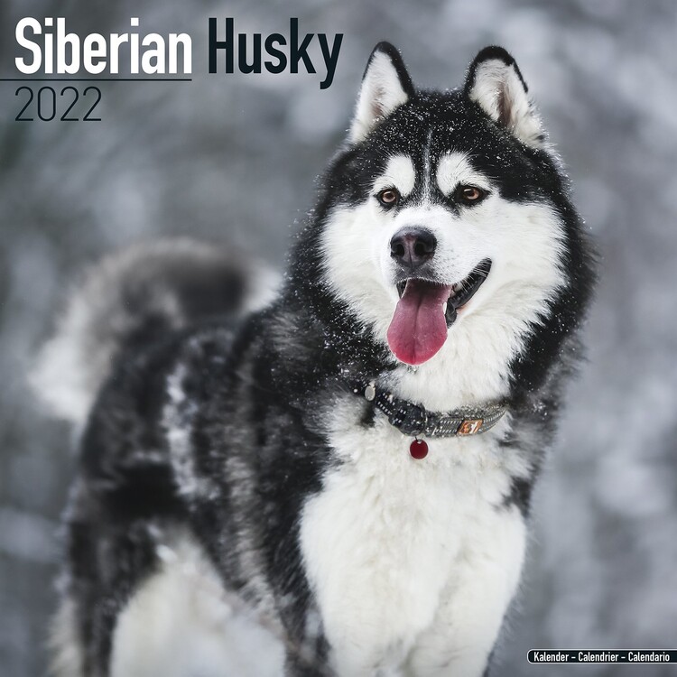 Koledar 2027 Siberian Husky
