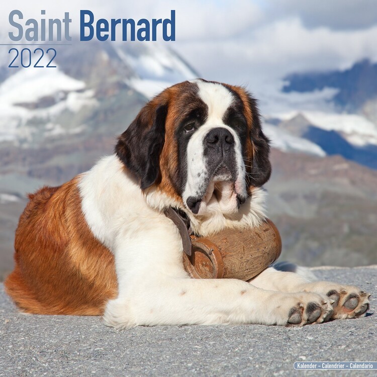 Calendar 2027 St Bernard