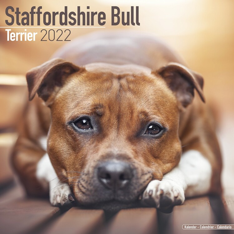Ημερολόγιο 2027 Staffordshire Bull Terrier