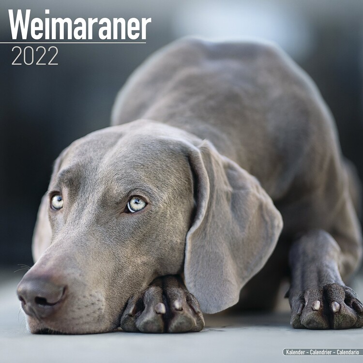 Ημερολόγιο 2027 Weimaraner