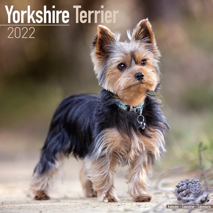 Calendário 2027 Yorkshire Terrier
