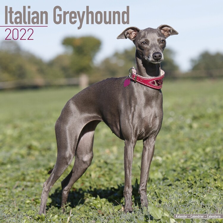 Calendar 2027 Italian Greyhound
