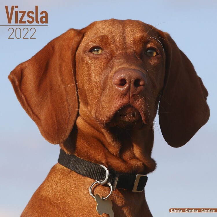 Calendar 2027 Vizsla