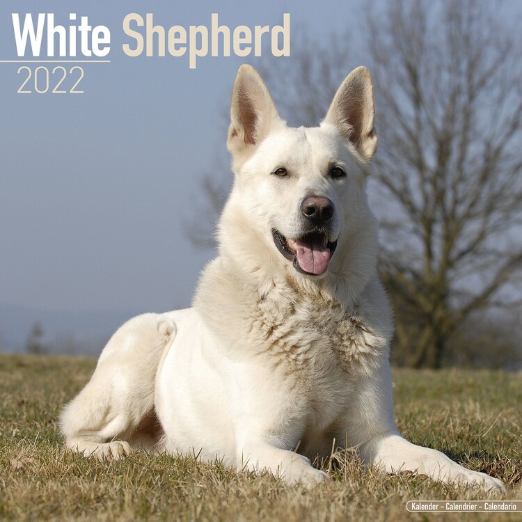 Calendar 2027 White Shepherd