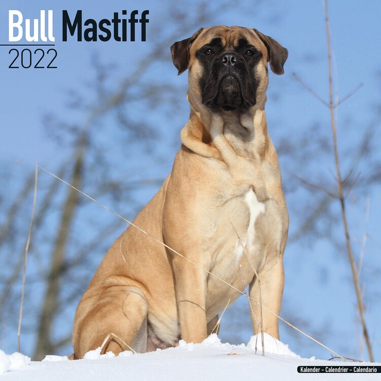 Calendar 2027 Bull Mastiff
