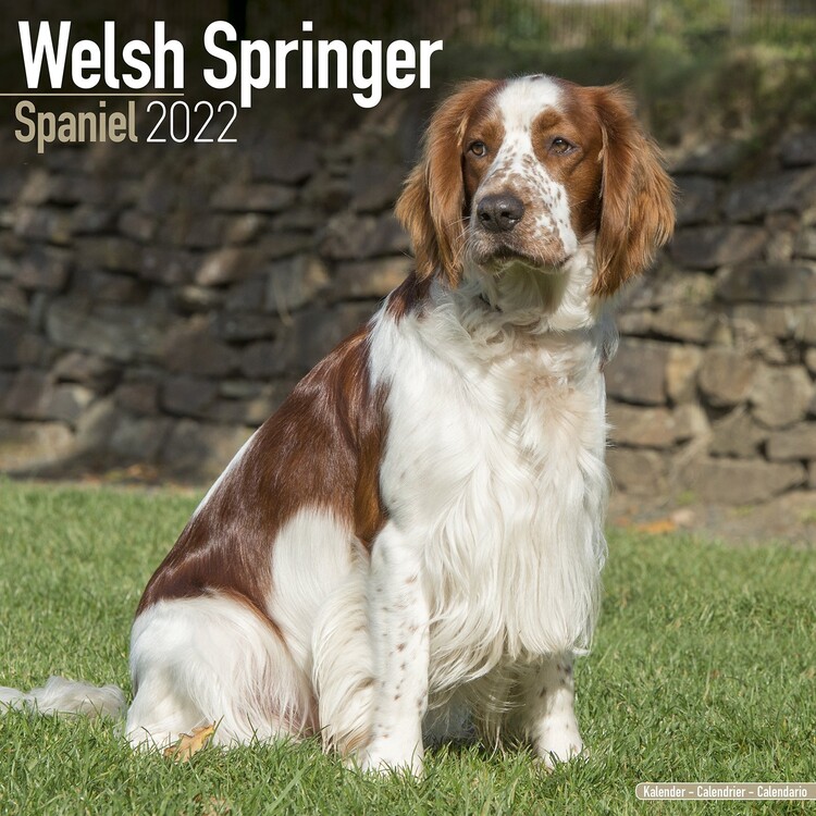 Calendar 2027 Welsh Springer Spaniel