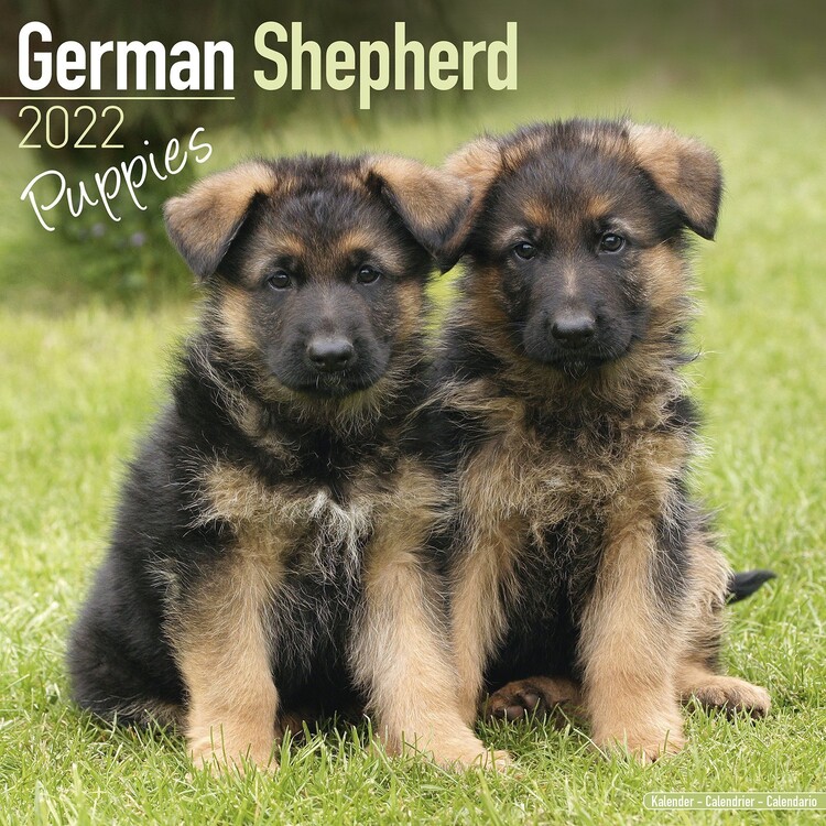 Calendar 2027 German Shepherd - Pups
