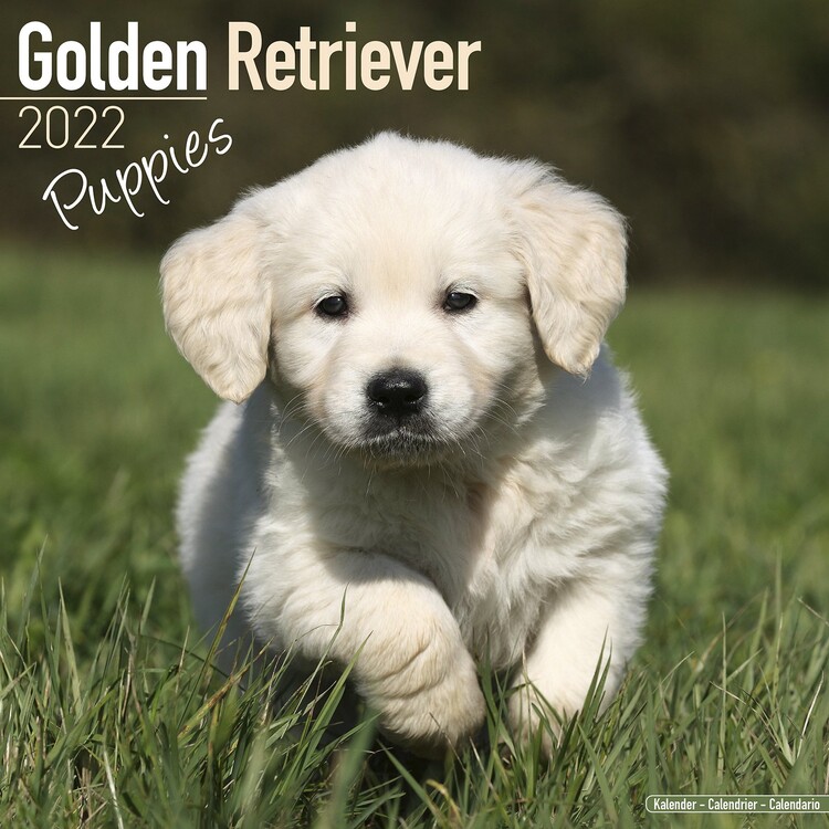 Ημερολόγιο 2027 Golden Retriever - Pups
