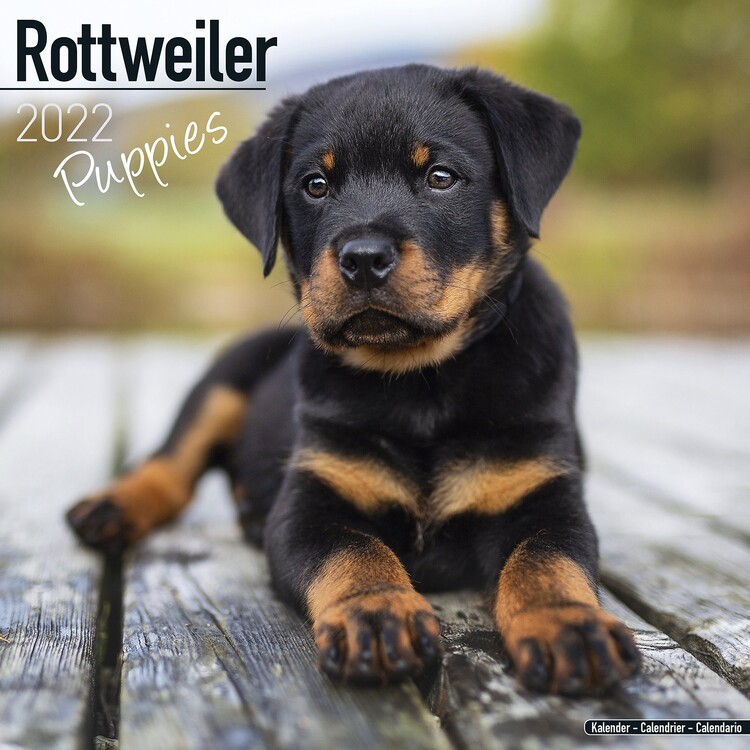 Calendar 2022 Rottweiler - Pups