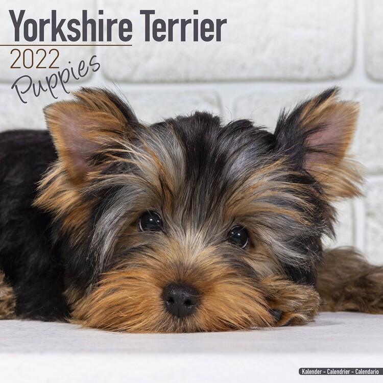 Calendar 2022 Yorkshire Terrier - Pups