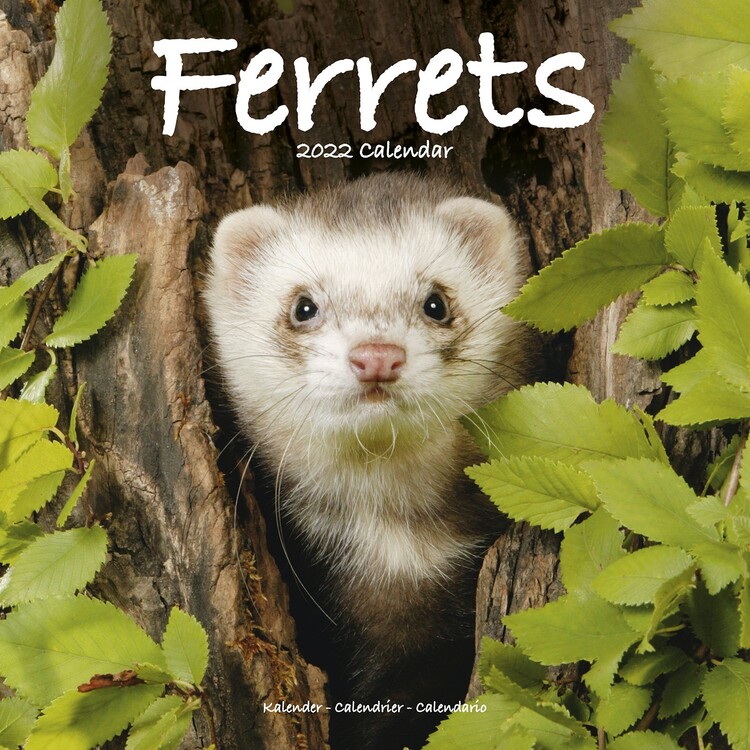 Calendário 2027 Ferrets